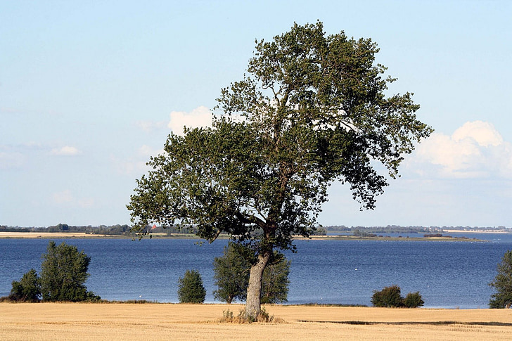 дърво, мистични, преследва, Lolland, kragenäs, Южен funen архипелаг, Дания