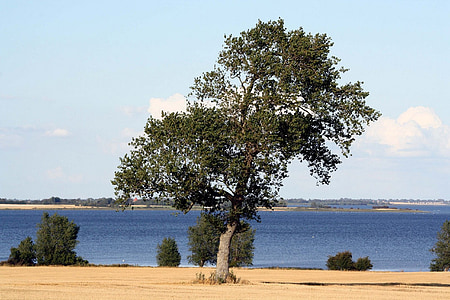 pohon, mistik, menghantui, Lolland, kragenäs, Kepulauan Selatan funen, Denmark