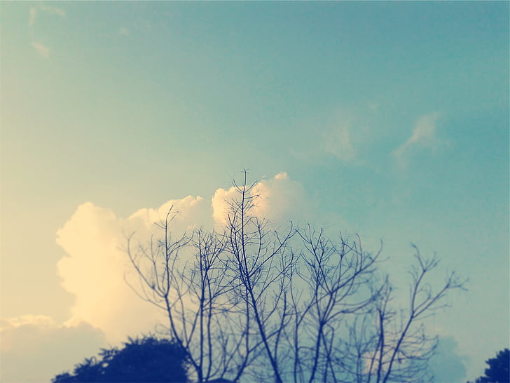 nebo, Prikaz, Foto, oblaci, plava, stabla, priroda