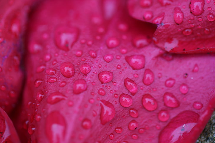 flower, rosenblatt, drip, drop of water, summer, flowers, flora