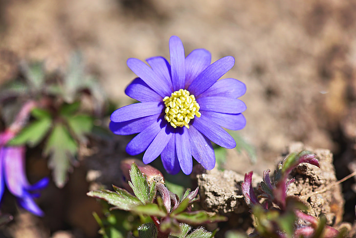 Balkan anemone, niebieski, kwiat, roślina, kwiat, Bloom, ogród