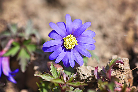 balkan anemone, blue, flower, plant, blossom, bloom, garden