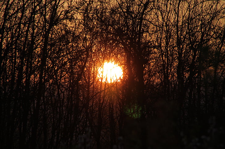 branches, evening, sun, sunset, through, trees, nature