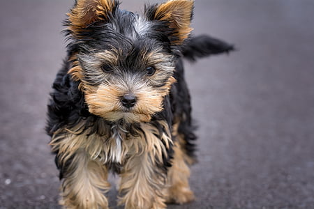dog, puppy, yorkshire terrier puppy, small dog, attention, road, small