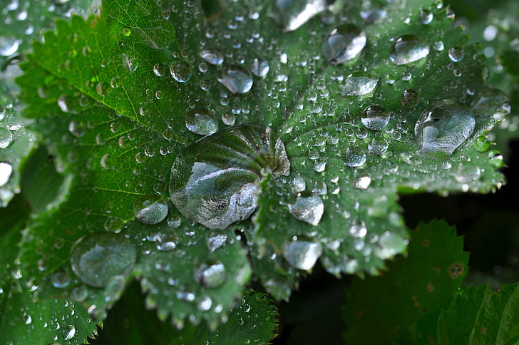 silver coat, leaf, raindrop, silbermaenteli, mountain flower, alpine plant, drop of water