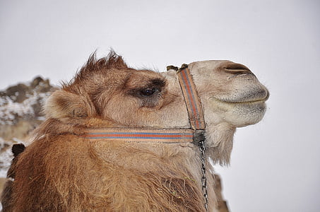 Camel, zviera, cicavec, Desert, Safari, Cestovanie, Afrika