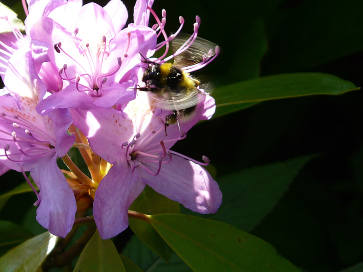bunga, lebah, berbunga, bug, serbuk sari, madu, ungu