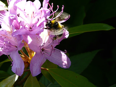花, 大黄蜂, 开花, bug, 花粉, 蜂蜜, 紫色的小花