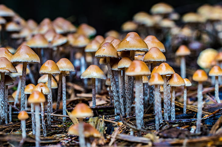 jamur, hutan, musim gugur, alam, beracun, jamur, jamur