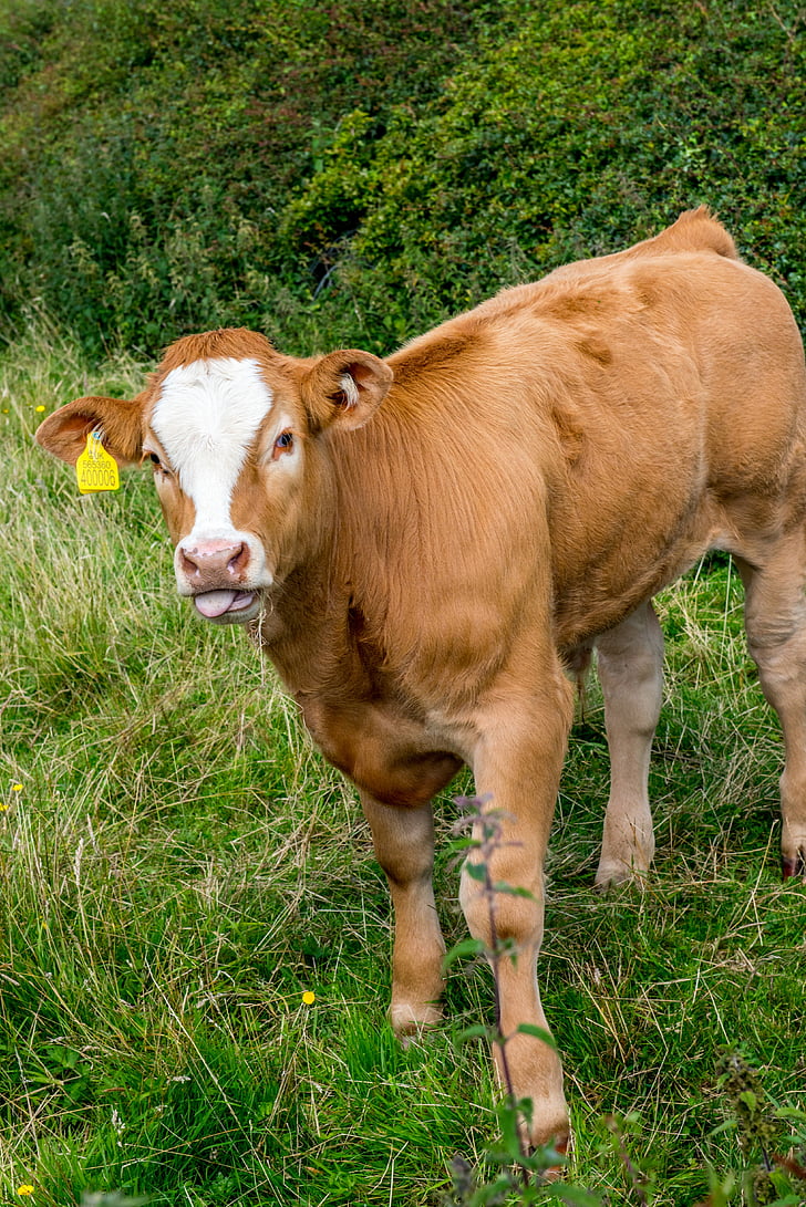 con bò, sữa, sản phẩm từ sữa, trắng, cỏ, Trang trại, lĩnh vực