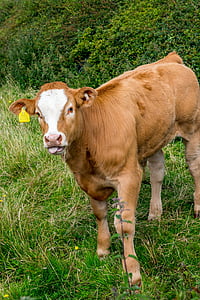 vacă, lapte, produse lactate, alb, iarba, ferma, câmp