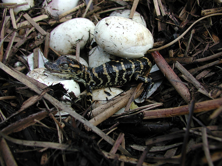aligátor Baby, vylíhnutá, vejce, hnízdo, plaz, volně žijící zvířata, líhnutí