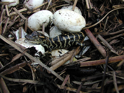copilul aligator, eclozionaţi, ouă, cuib, reptilă, faunei sălbatice, pentru incubaţie
