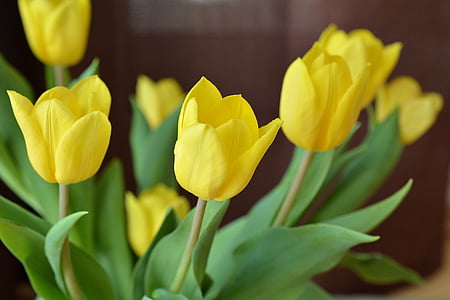 tulipány, rezané kvety, jarné kvety, jar, kvety, žlté kvety, žltá