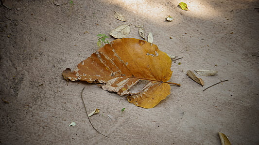 Осенние листья, падение, желтый, Лето, Природа, по своей природе, Справочная информация