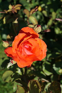 Rosa, flor, planta, flor, flor, jardí botànic, Llac de Constança