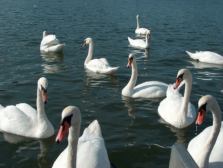 masuria, birds, swans, wild birds, nature, water, lake