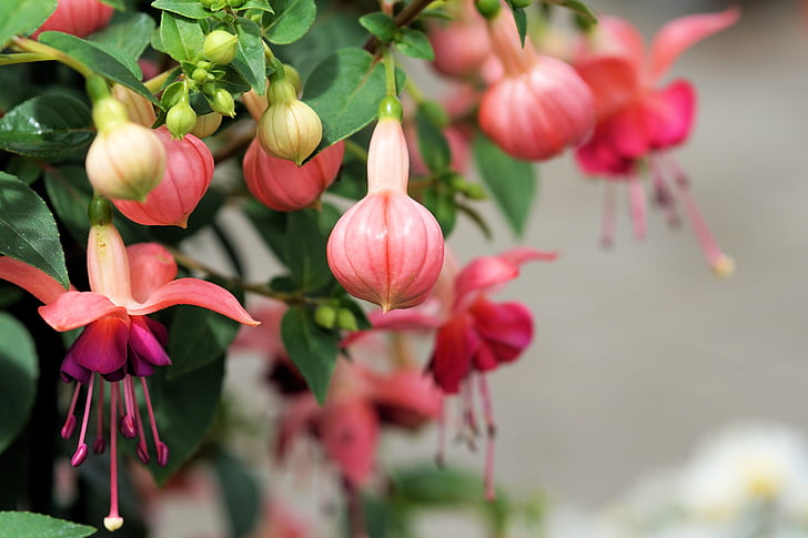 flowers, nature, colorful, plant, flower, growth, no people