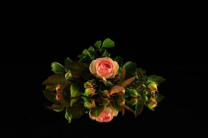 virágok, Rosa, Rózsa, Fiorita, virág, természet, szirmok