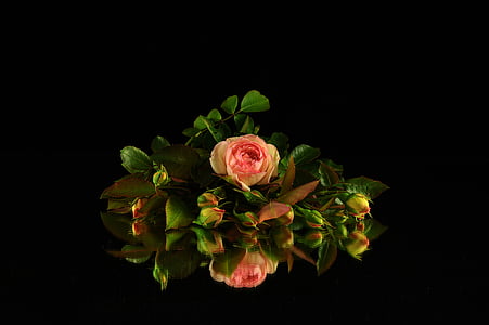 blommor, Rosa, ökade, Fiorita, blomma, naturen, kronblad