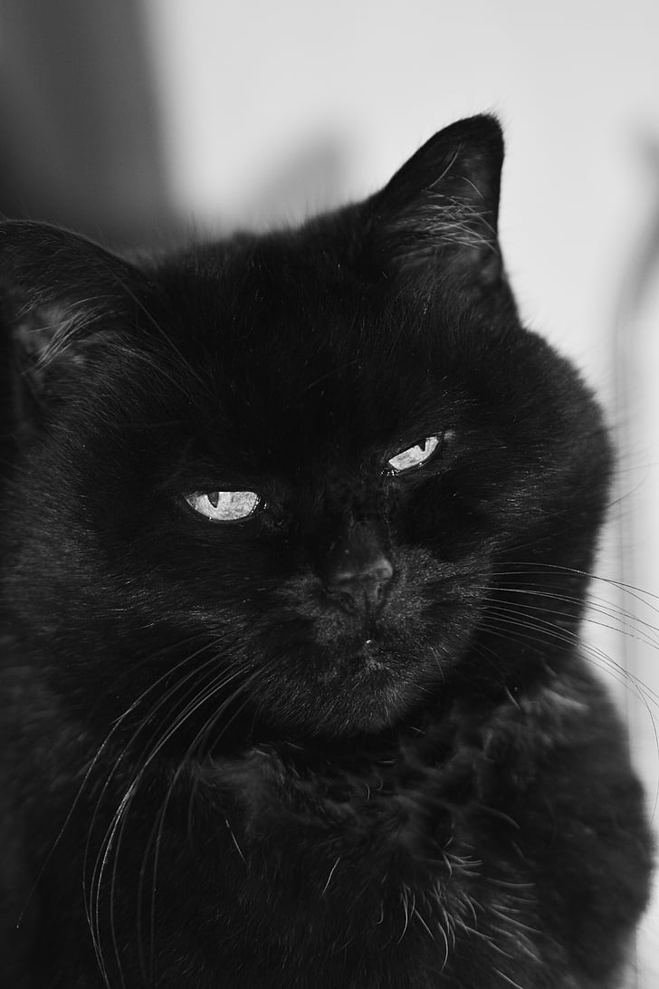 котка, Черно и бяло, Адидас, животните