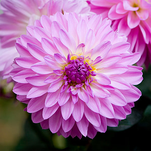 blomst, Dahlia, Pink, lavendel, Smuk, close-up, detaljer
