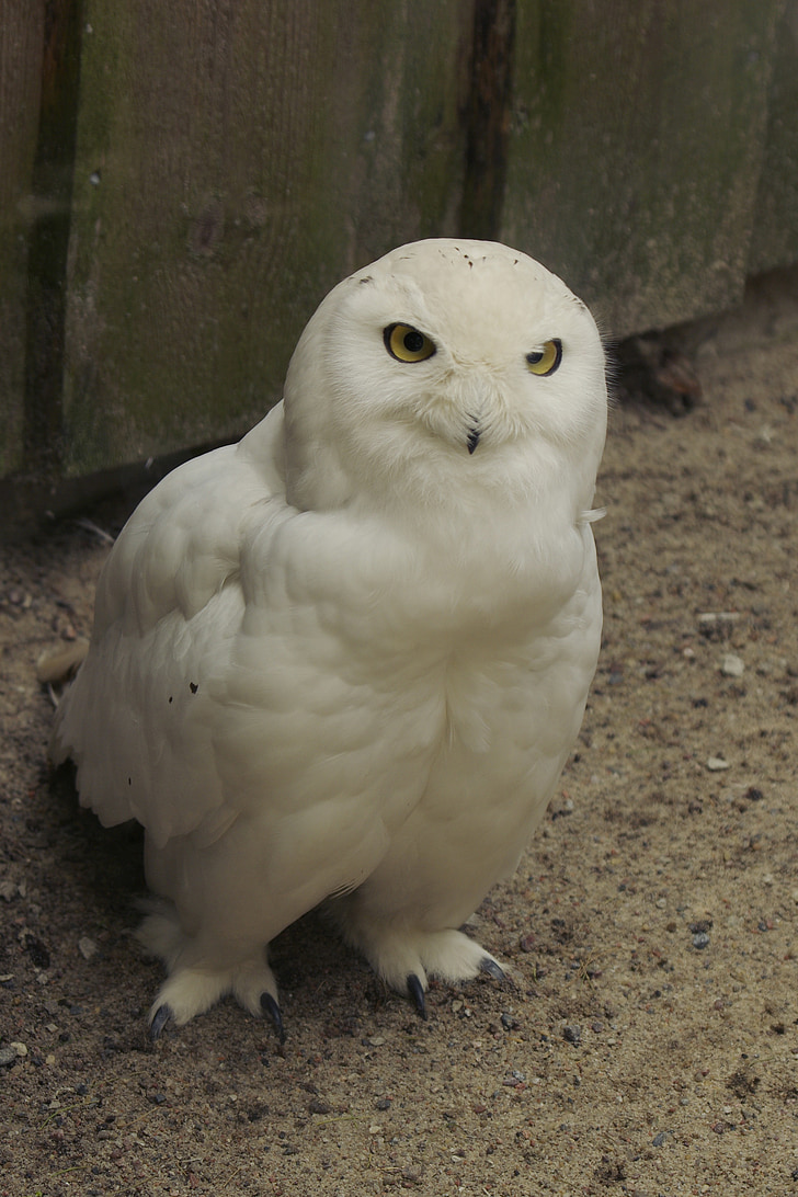 Snowy owl, Bubo scandiaca, pássaro, macho, Zoológico de Tallinn