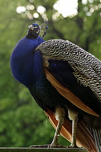 Peacock, lintu, sininen, ylpeä, kynä, Tom, pää
