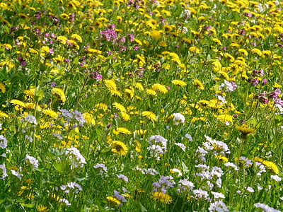 meadow, flower meadow, spring meadow, flowers, wild flowers, dandelion, smock