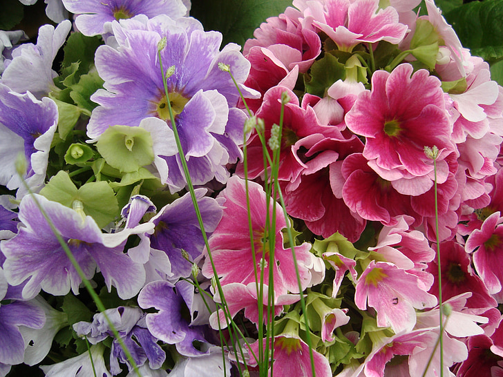 flowers, purple, pink, floral, bright, violet