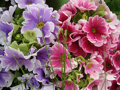 flores, roxo, -de-rosa, floral, brilhante, Violet