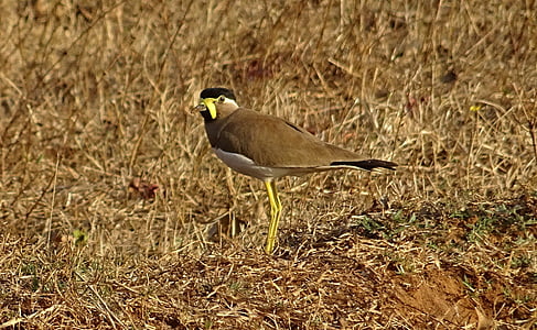 птах, жовто wattled lapwing, vanellus malabaricus, lapwing, дикої природи, пташиний, bhimgadh