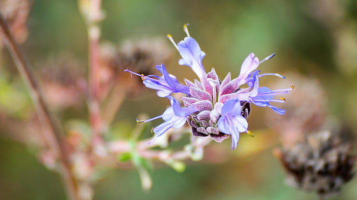 planta, natureza, natural, flor, flor, botânica, temporada