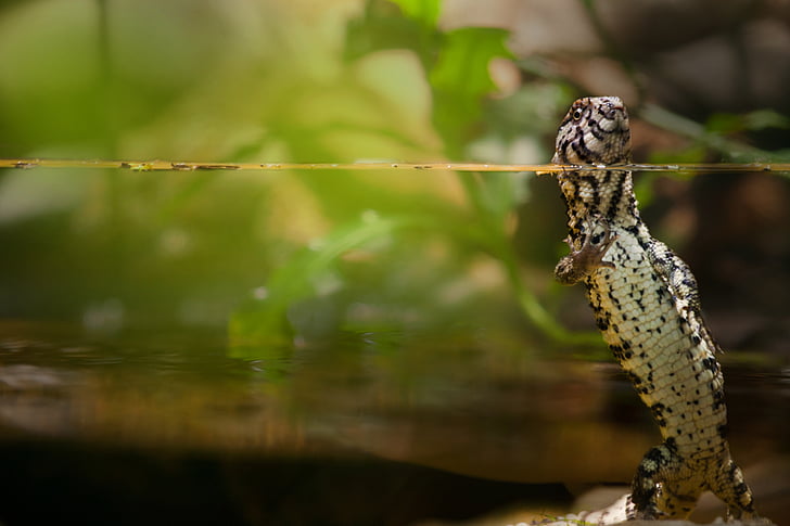 Gecko, sürüngen, akvaryum, kertenkele, yaratık, hayvan, doğa