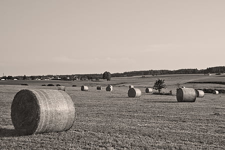 hay bales, straw, hay, agriculture, straw bales, field, meadow