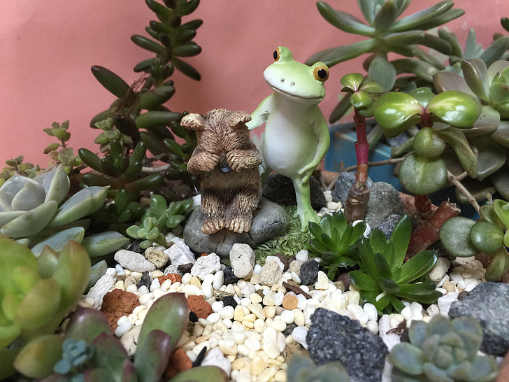 żaba, roślina, szczeniaki