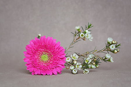 Gerbera, Frangipani, zieds, Bloom, rozā, balta, schnittblume