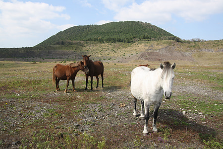 馬, アセンション, 韓国済州島, クラウド, ピーク, 山, 風景
