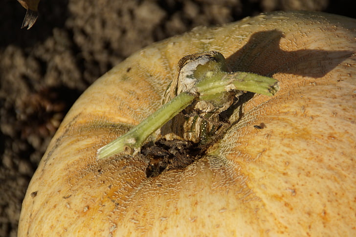 pumpkin, close, close up, autumn, halloween
