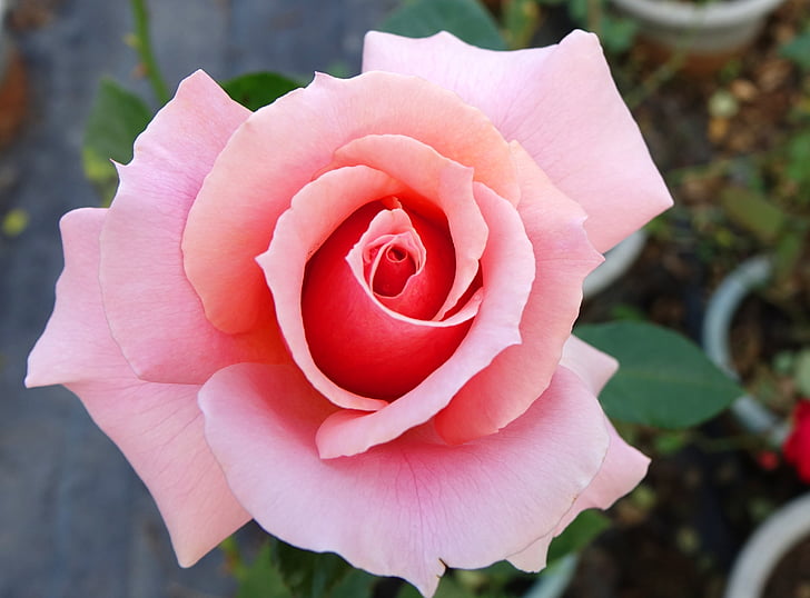 Rosa multiflora, a crescut, o floare, plante de Aeroportul Kaohsiung înfiinţat, comestibile, floare, a crescut - floare