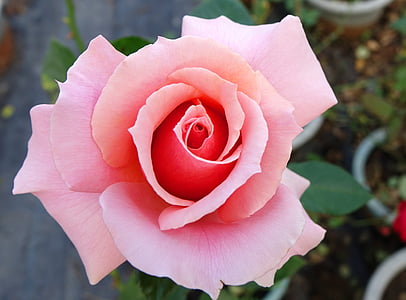 Rosa multiflora, τριαντάφυλλο, ένα λουλούδι, Καοσιούνγκ: Αεροδρόμιο φυτό έχει συσταθεί, βρώσιμα, λουλούδι, τριαντάφυλλο - λουλούδι
