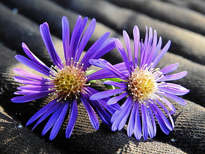 flor, flor, floración, naturaleza, planta, púrpura, flor morada