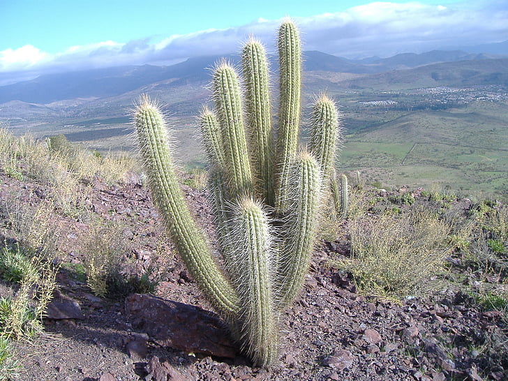 Chili, paysage, désert, Cactus, pland, sec, climatique