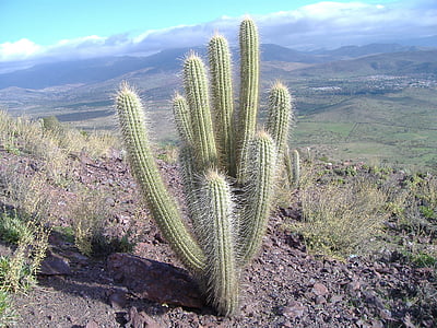 Chile, landskap, öken, Cactus, pland, torr, klimatet