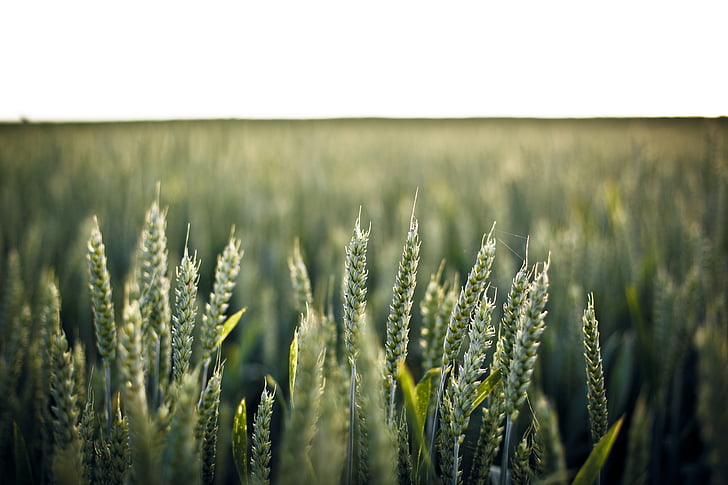 Пшеница, Пшеничное поле, урожай, урожай, поле, зерно, сельской местности
