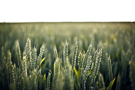 wheat, wheat field, harvest, crop, field, grain, countryside