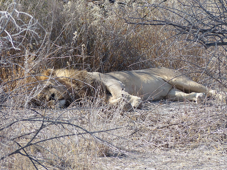 Lauva, guļ, Safari, etosha nacionālais parks, Āfrika