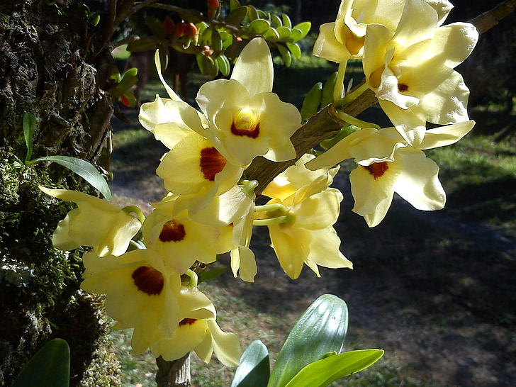 Orchid, kukka, keltainen, kukat, Puutarha, Orquidea, Luonto