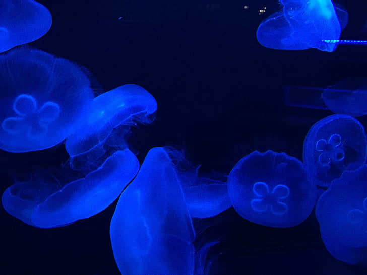 медузи, Ха-ха