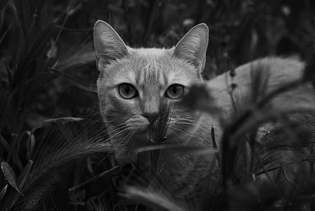 niveaux de gris, photo, chat, animal de compagnie, animaux, nature, noir et blanc